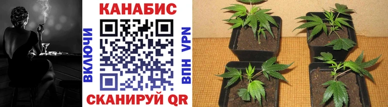 закладки  Приморско-Ахтарск  Конопля SATIVA & INDICA 
